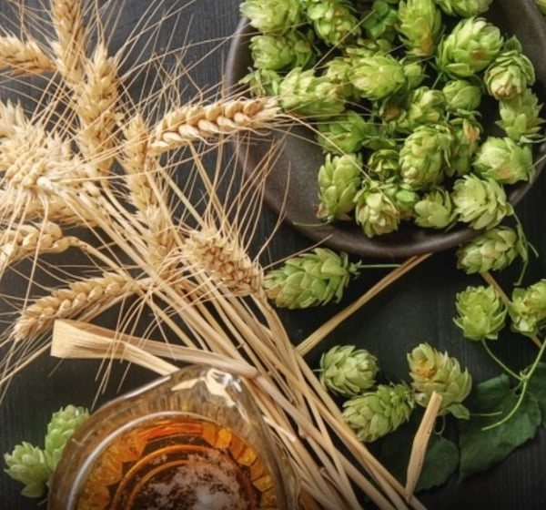 green and dry wheat for sustainable beverages