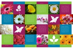 flower_brochure_4_india