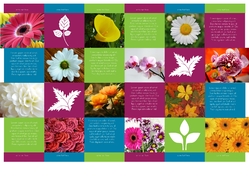 flower_brochure_4_india