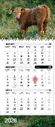 Kalender_12