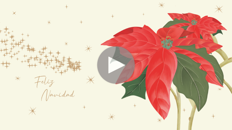 Flor de Navidad