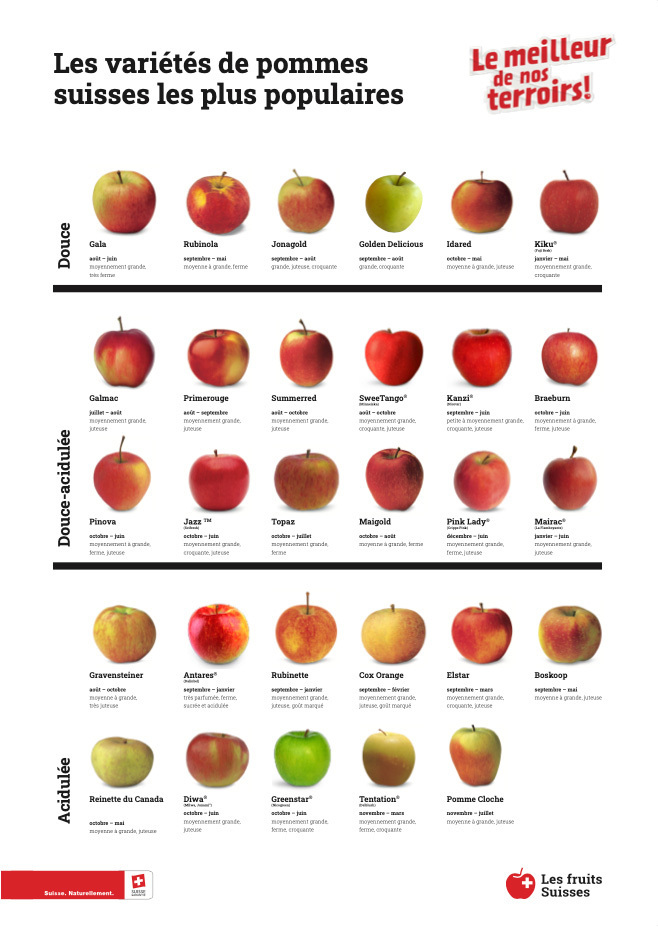 Affiche variétés de pommes les plus importantes