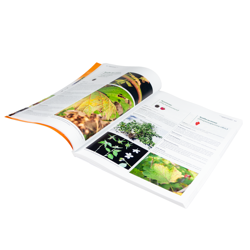 Guide des petits fruits 2